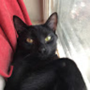 Meet your Posher, Krisy